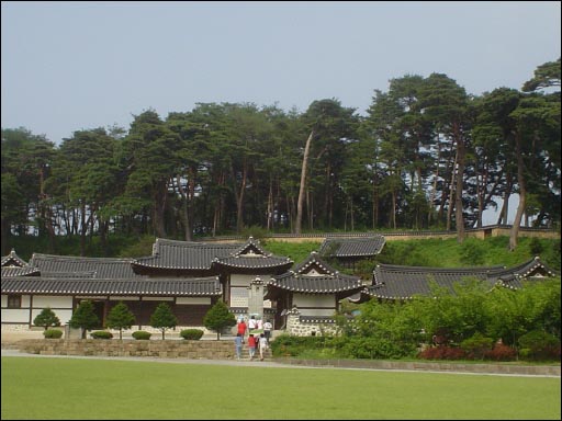 뒷산을 정원으로 삼은 선교장의 전경 - 소나무밭이 멋지다 